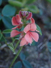 Indigofera sinusalgoae