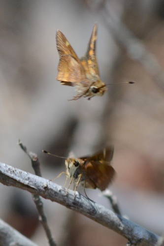 Umber Skipper photo 5