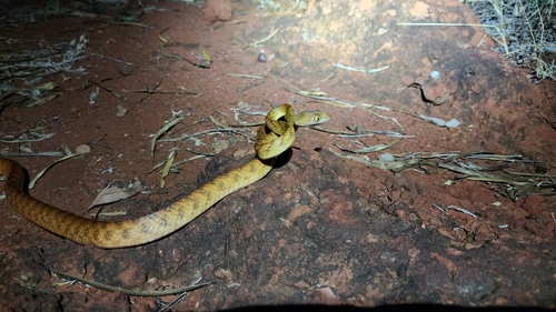 Brown Tree Snake sighting