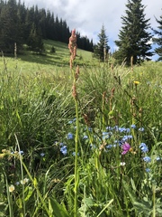Rumex lapponicus