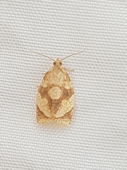 Adoxophyes negundana