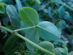 Indigofera sinusalgoae