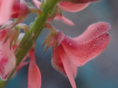 Indigofera sinusalgoae