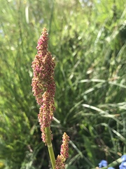 Rumex lapponicus