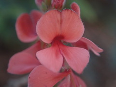 Indigofera sinusalgoae