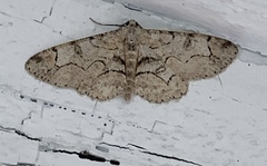 Iridopsis larvaria