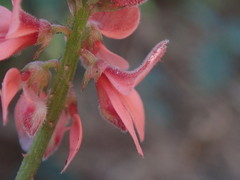 Indigofera sinusalgoae