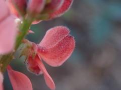 Indigofera sinusalgoae