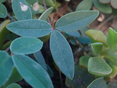 Indigofera sinusalgoae