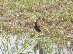 Jacana spinosa