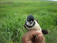 Sporophila morelleti