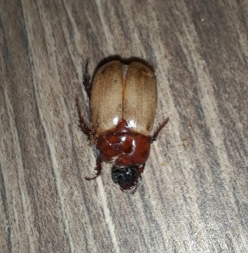 Cyclocephala melanocephala