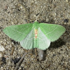 Chlorosea roseitacta