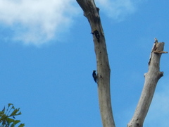 Melanerpes cruentatus