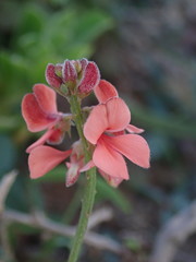 Indigofera sinusalgoae