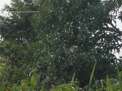 Nyctanassa violacea