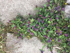 Prunella vulgaris