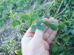 Indigofera sinusalgoae
