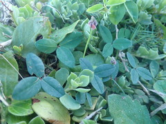 Indigofera sinusalgoae