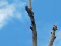 Melanerpes cruentatus