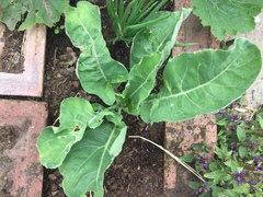 Brassica oleracea