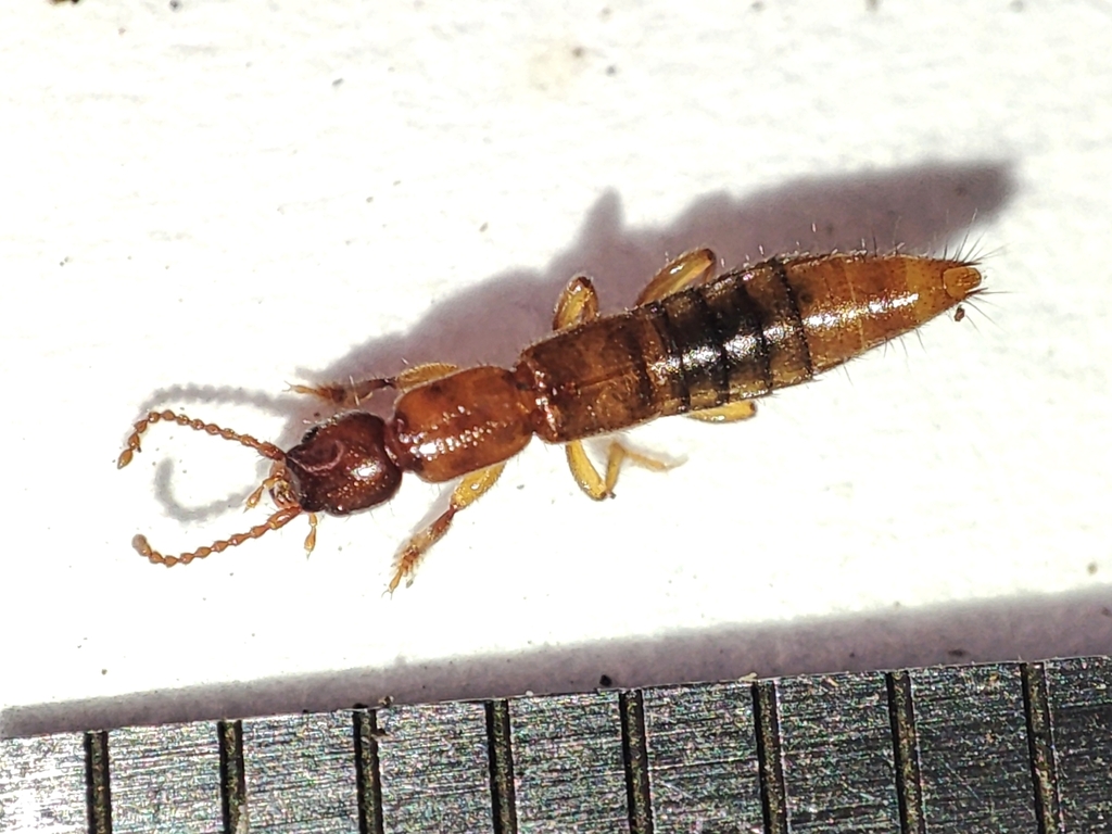 Lathrobium pallidum