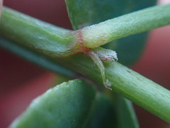 Indigofera sinusalgoae