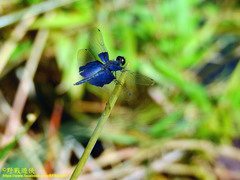 Rhyothemis triangularis
