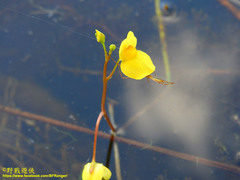 Utricularia aurea