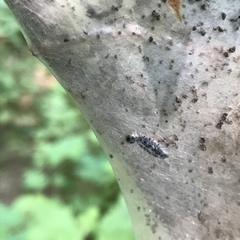 Aleiodes malacosomatos