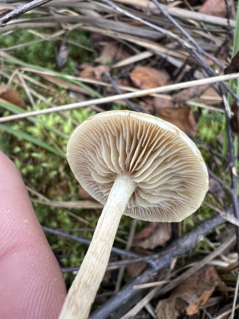 Pholiota sect. Henningsii