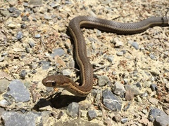 Thamnophis brachystoma