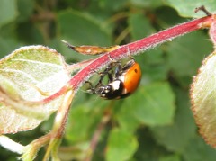 Coccinella magnifica