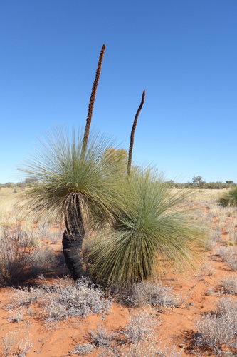 Image of Xanthorrhoea thorntonii by (c) Thibaud Aronson, some rights reserved (CC BY-SA)