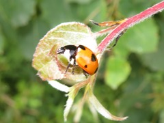 Coccinella magnifica