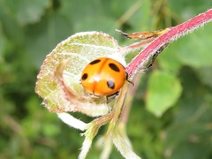 Coccinella magnifica