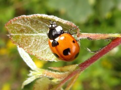 Coccinella magnifica