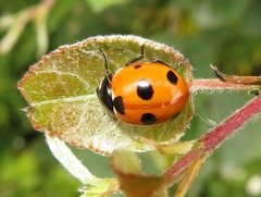 Coccinella magnifica