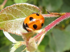 Coccinella magnifica