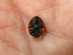 Coccinella magnifica