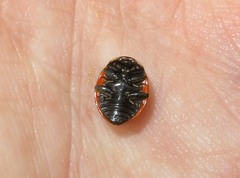 Coccinella magnifica