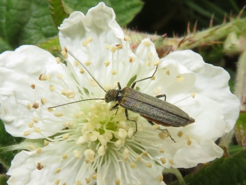 Oedemera lurida, Zuid-Holland, Nederland, photo 10 of 10