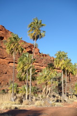 Livistona mariae