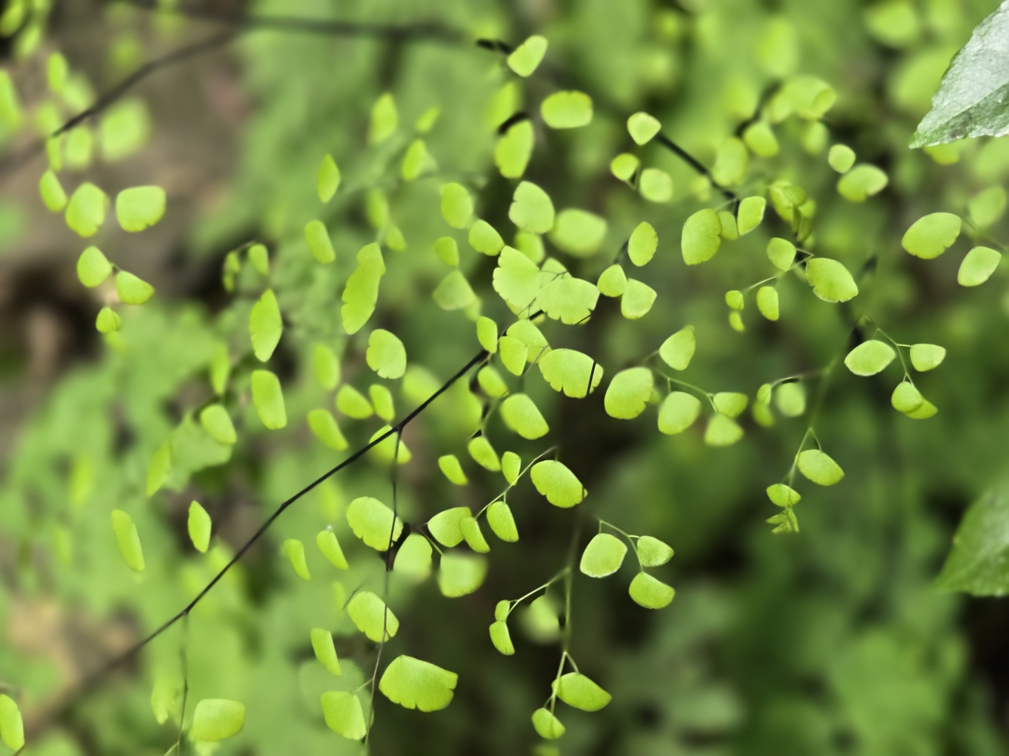 Adiantum fragile