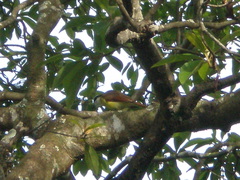 Pitangus sulphuratus