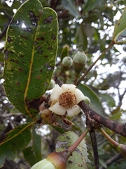 Eriotheca gracilipes