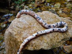 Amphisbaena fuliginosa