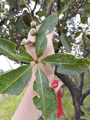 Eriotheca gracilipes