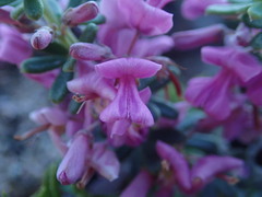 Indigofera sulcata