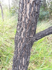 Eriotheca gracilipes